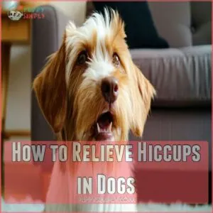 How to Relieve Hiccups in Dogs