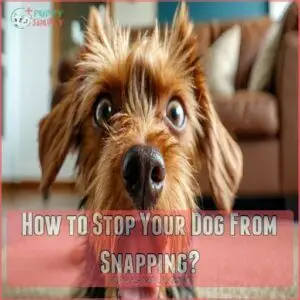 How to Stop Your Dog From Snapping