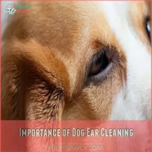 Importance of Dog Ear Cleaning