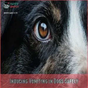 Inducing Vomiting in Dogs Safely