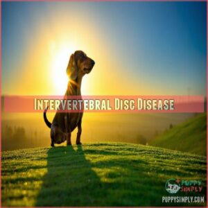 Intervertebral Disc Disease