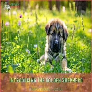 Introducing The Golden Shepherd