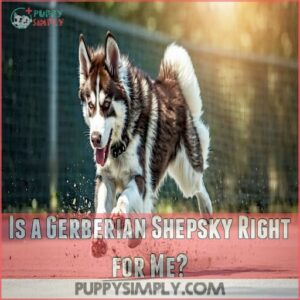 Is a Gerberian Shepsky Right for Me