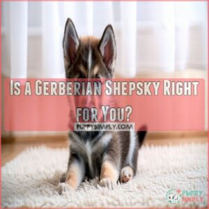 Is a Gerberian Shepsky Right for You