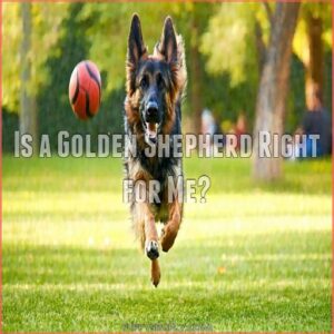 Is a Golden Shepherd Right for Me