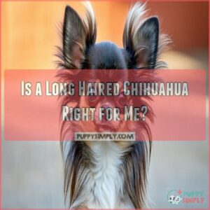 Is a Long Haired Chihuahua Right for Me