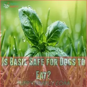 Is Basil Safe for Dogs to Eat