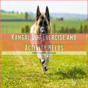 Kangal Dog Exercise and Activity Needs