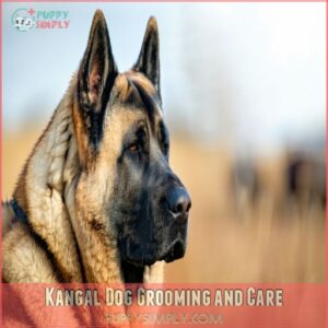 Kangal Dog Grooming and Care