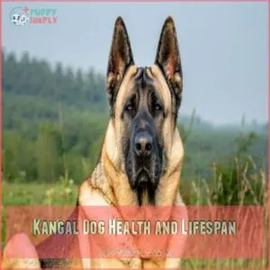 Kangal Dog Health and Lifespan