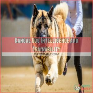 Kangal Dog Intelligence and Trainability