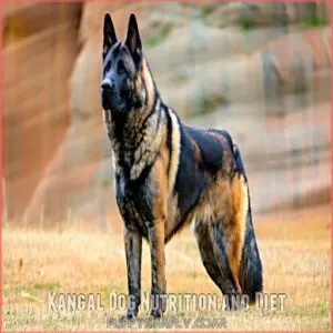 Kangal Dog Nutrition and Diet