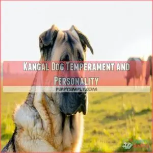 Kangal Dog Temperament and Personality