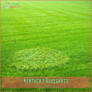 Kentucky Bluegrass