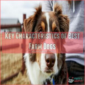 Key Characteristics of Best Farm Dogs