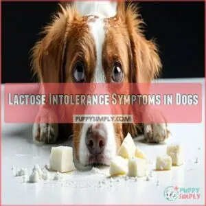 Lactose Intolerance Symptoms in Dogs