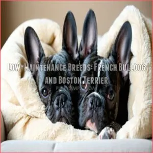 Low-Maintenance Breeds: French Bulldog and Boston Terrier