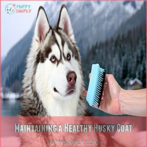 Maintaining a Healthy Husky Coat