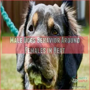 Male Dogs Behavior Around Females in Heat