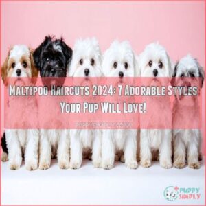 maltipoo haircuts