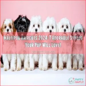 maltipoo haircuts