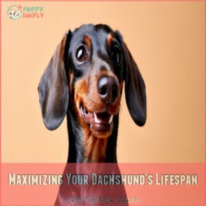 Maximizing Your Dachshund