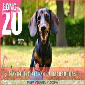 Maximum Lifespan of Dachshunds