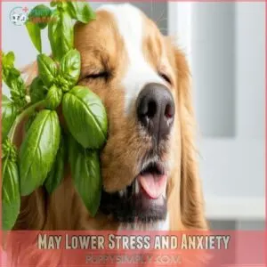 May Lower Stress and Anxiety