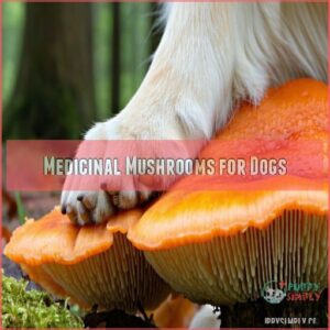 Medicinal Mushrooms for Dogs