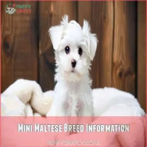 Mini Maltese Breed Information