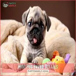 Mini Pug Breed Details