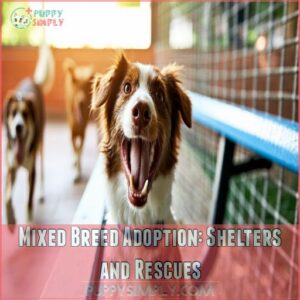 Mixed Breed Adoption: Shelters and Rescues