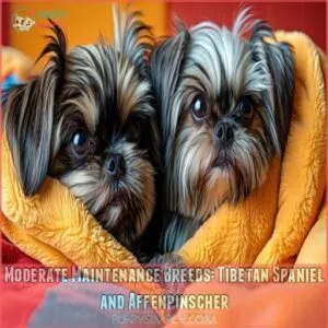 Moderate Maintenance Breeds: Tibetan Spaniel and Affenpinscher