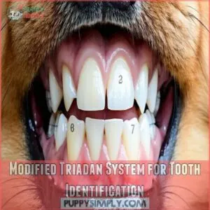 Modified Triadan System for Tooth Identification