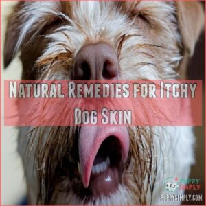 Natural Remedies for Itchy Dog Skin