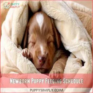 Newborn Puppy Feeding Schedule