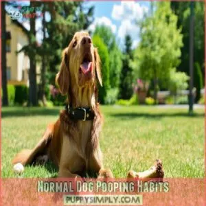 Normal Dog Pooping Habits