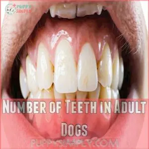 Number of Teeth in Adult Dogs