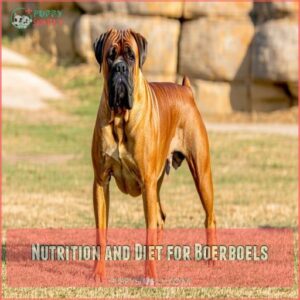 Nutrition and Diet for Boerboels