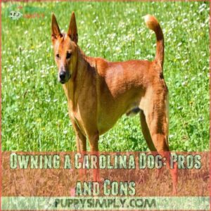 Owning a Carolina Dog: Pros and Cons