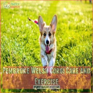 Pembroke Welsh Corgi Care and Exercise