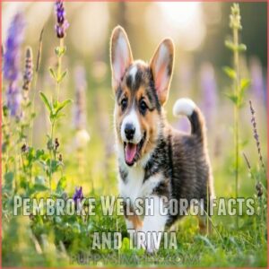 Pembroke Welsh Corgi Facts and Trivia