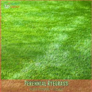 Perennial Ryegrass