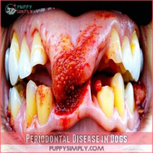 Periodontal Disease in Dogs