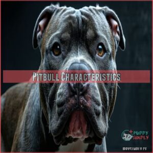 Pitbull Characteristics