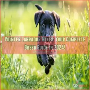 pointer labrador mixes a complete guide with pictures