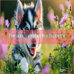 Pomeranian Husky Mix Overview