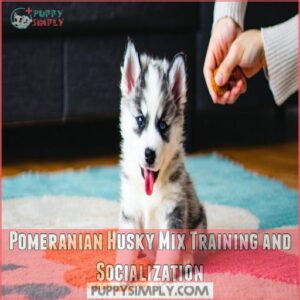 Pomeranian Husky Mix Training and Socialization