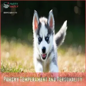 Pomsky Temperament and Personality