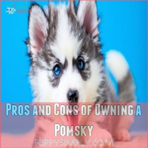 Pros and Cons of Owning a Pomsky